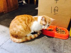 猫的天空之城概念书店(西塘古镇店)-猫的天空之城概念书店(西塘古镇店)