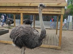 -长白岛森林公园