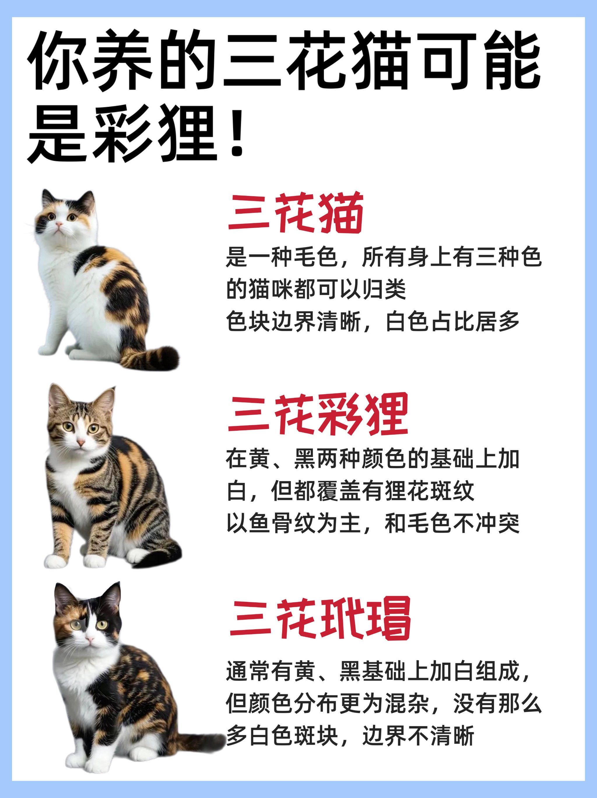 三花,彩狸,玳瑁分不清?究竟有什么区别?