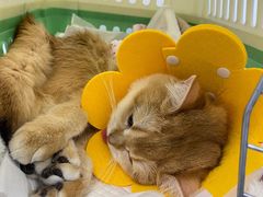 -纳吉亚猫专科动物诊疗中心(蒋宅口分院)