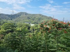 -深圳仙湖植物园