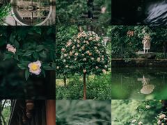 -金花茶公园