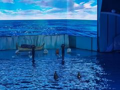 -海合安青岛极地海洋公园