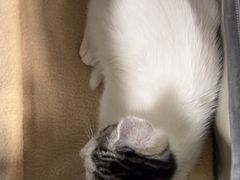 -瑞派宠物医院·24h·骨外科·皮肤科·全科宠物医疗转诊中心(沈阳浑南院)