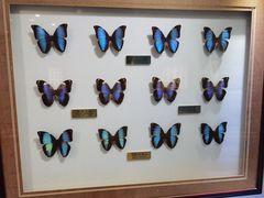 -上海昆虫博物馆