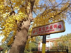 -三里屯东五街银杏大道
