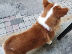 -小梁哥云吞面(黄贝岭店)