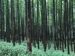 -山王坪喀斯特国家生态公园