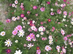 -合肥滨湖国家森林公园