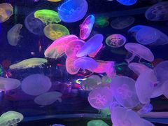 -太平洋海底世界