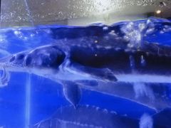 -严厨老坛酸菜鱼(吴江万宝店)