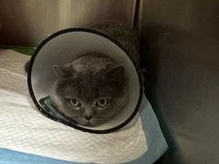 -艾贝尔宠物诊疗