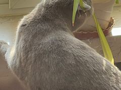 -猫大福·Fortune Cat猫舍(百子湾店)