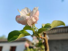 -海棠花溪(元大都城垣遗址公园)