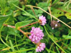 -硗碛藏寨·神木垒景区