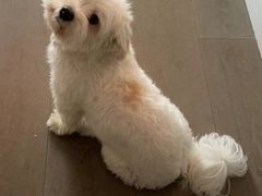 -北京京卫宠物寄养训练中心