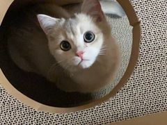 -猫大福·Fortune Cat猫舍(百子湾店)