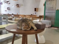 -藏猫猫咖啡主题馆(中央大道店)