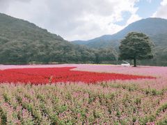 -广州市石门国家森林公园