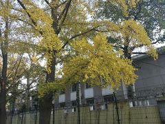-三里屯东五街银杏大道