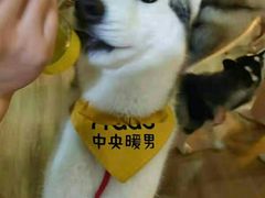 -Husky Go! 哈士奇体验馆·宠物咖啡厅狗咖