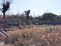 -上海滨江森林公园