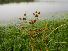 -春花秋色城市公园