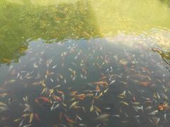 景点-焦山风景区