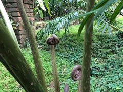 -深圳仙湖植物园