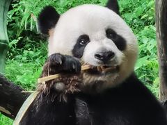 -广州长隆野生动物世界