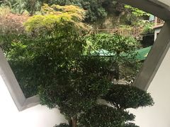 -十八棵（老龙井）御茶园(老龙井店)