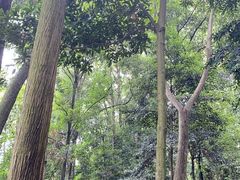 -凤栖山