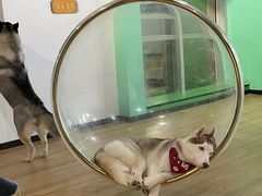 -Husky Go! 哈士奇体验馆·宠物咖啡厅狗咖