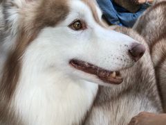 -TrueLove @ Neverland (Husky Cafe)
