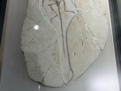 -辽宁古生物博物馆