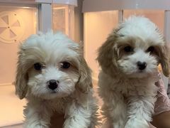 -翊宠yipet猫狗购宠庄园犬舍•猫舍