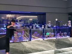 -1013 PET SHOP精品宠物商店(丁香店)