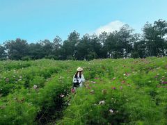 -大塘金香草谷