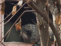 -青藏高原野生动物园