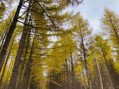 -塞罕坝国家级自然保护区