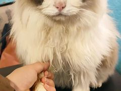 -猫小院猫主题咖啡厅(北锣店)