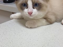 -瑞派康怡24h宠物医院·犬猫医疗中心·微创绝育(瑞景分院)
