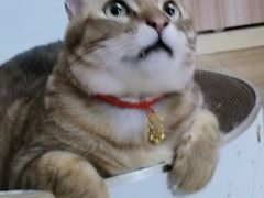 -博特宠物医院24h犬猫全科.骨科·异宠
