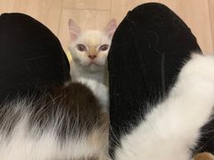 -Bastet sally猫舍购宠(静安店)