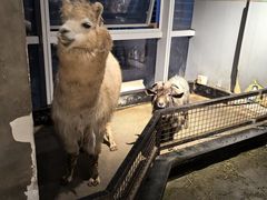 -昆明大悦城未来动物城(螺蛳湾中心店)