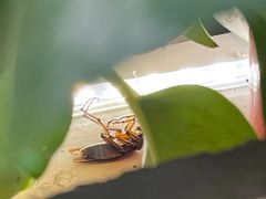 -贵州牛霸一方·苗侗酸汤鱼(白云三元里店)