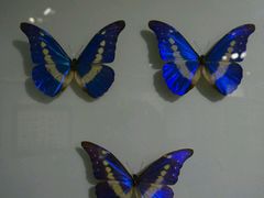 -上海昆虫博物馆