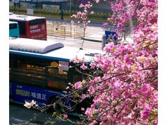 -深圳仙湖植物园