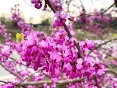 -桤木河湿地公园