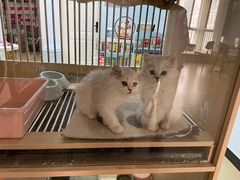 -喵宠乐园·撸猫互动·猫舍